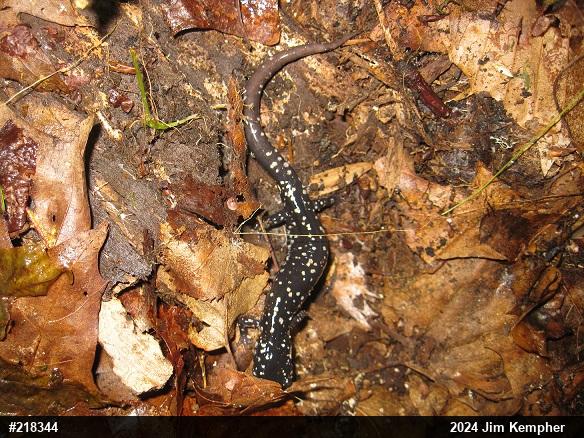 Northern Slimy Salamander
