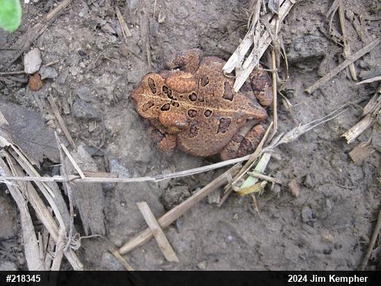 Eastern American Toad