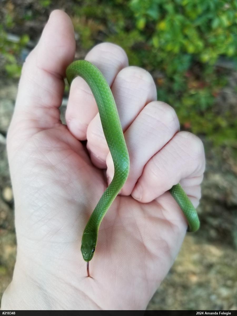 Smooth Greensnake