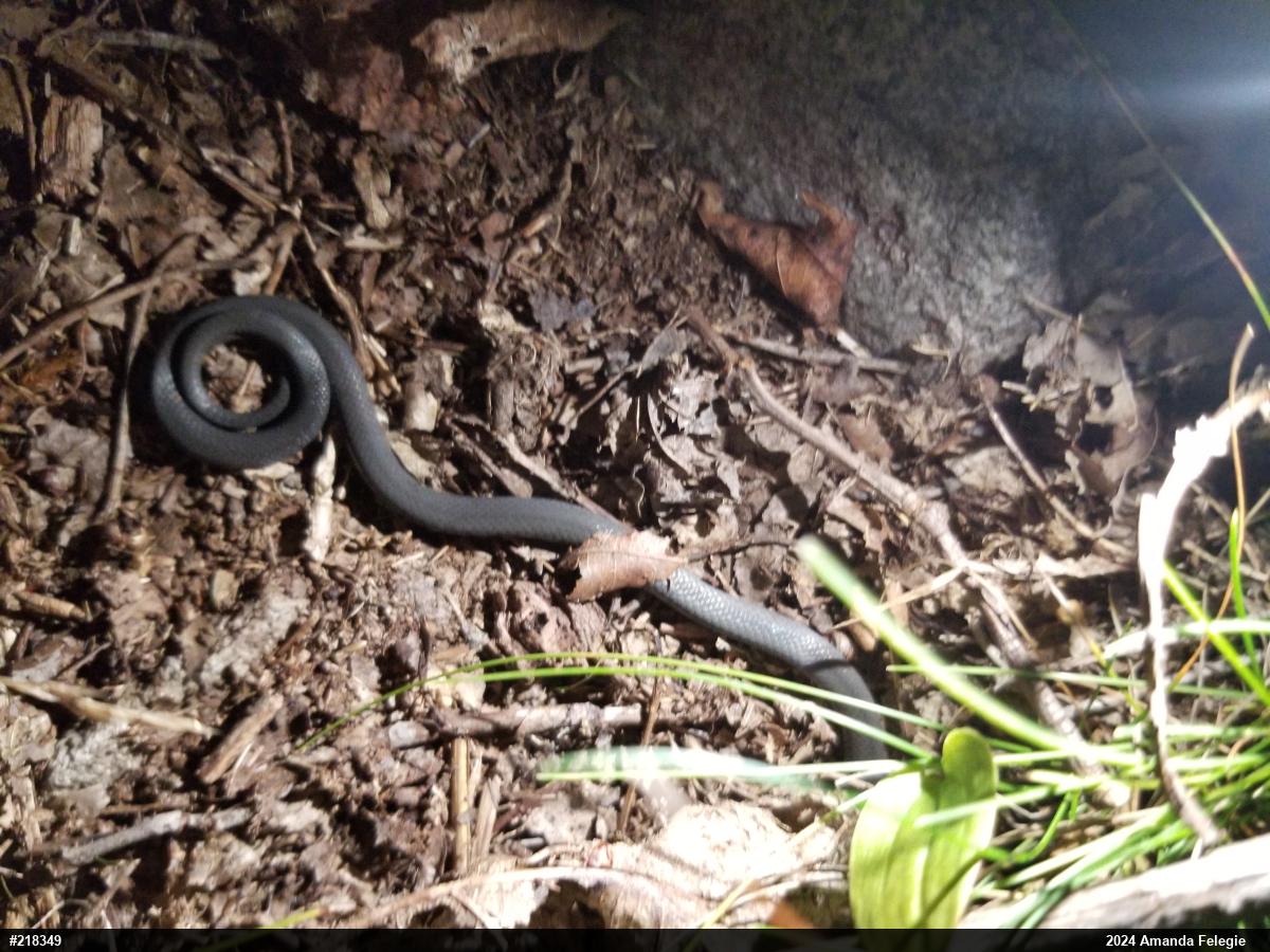 Northern Ring-necked Snake