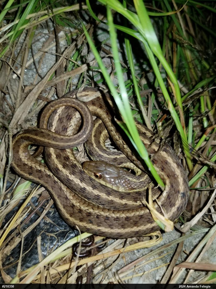 Eastern Gartersnake