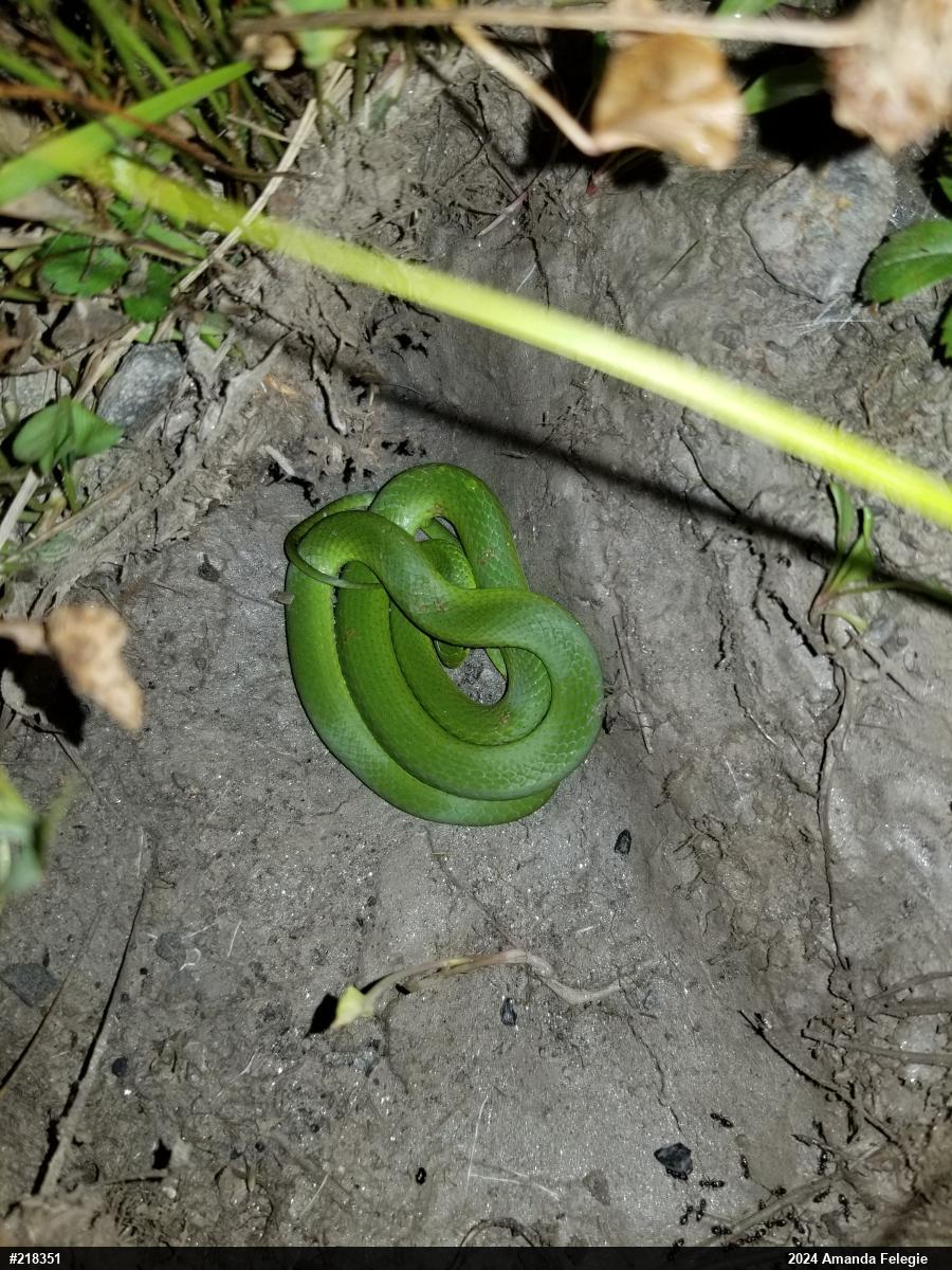 Smooth Greensnake