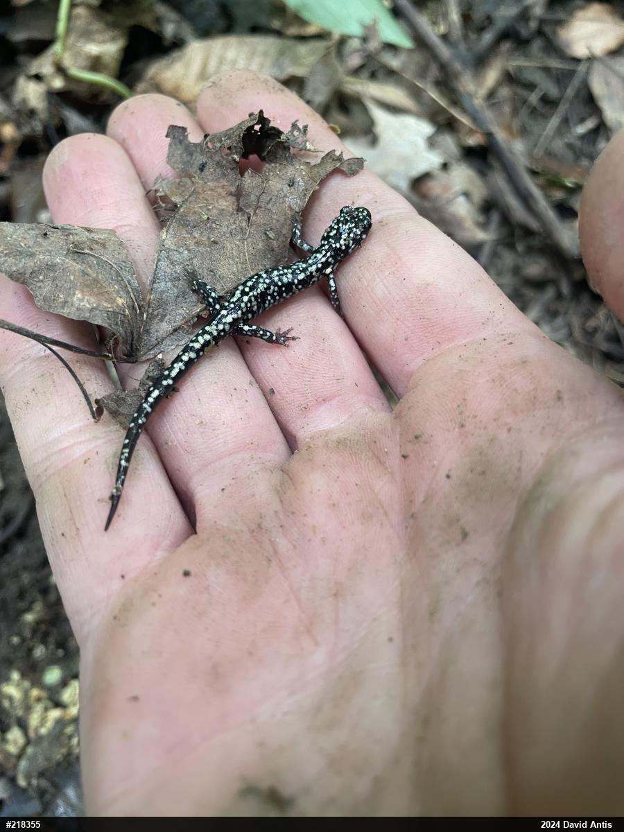 Northern Slimy Salamander