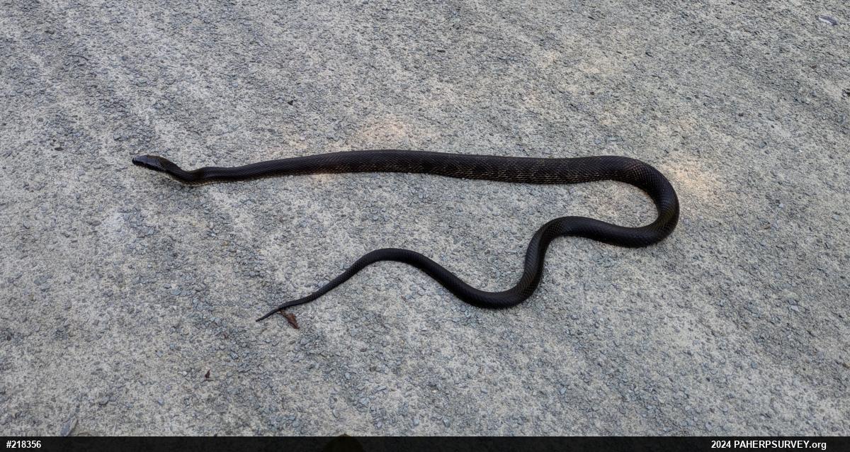Eastern Ratsnake