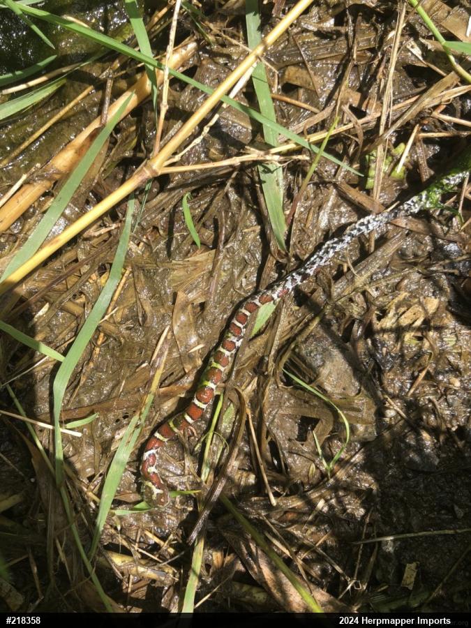 Eastern Milksnake