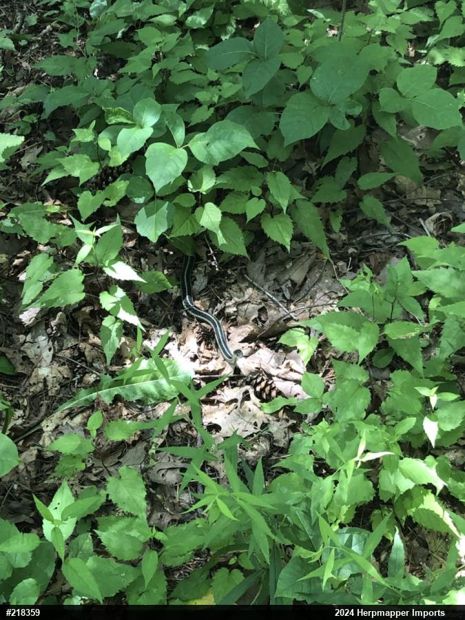 Eastern Gartersnake