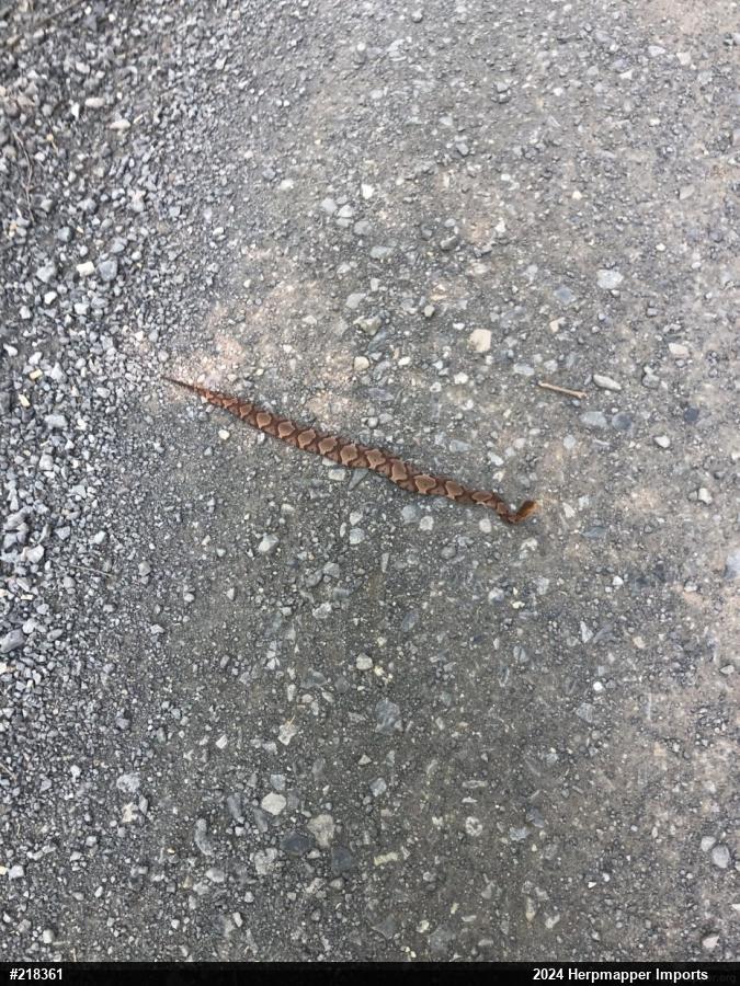 Northern Copperhead