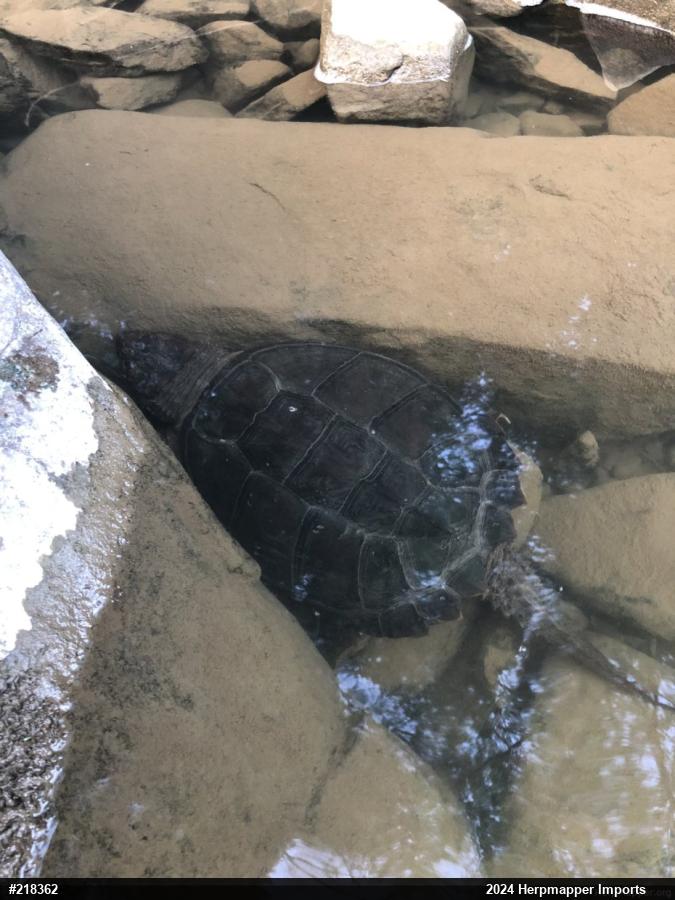 Snapping Turtle