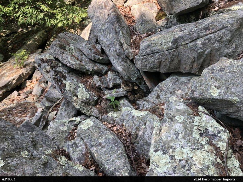 Timber Rattlesnake