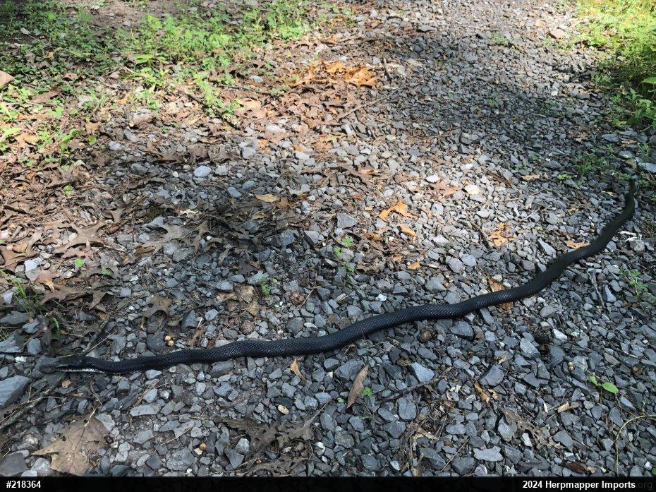 Eastern Ratsnake