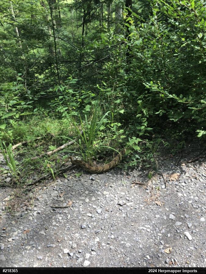 Timber Rattlesnake