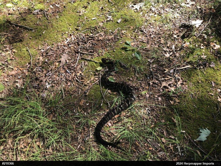 Timber Rattlesnake