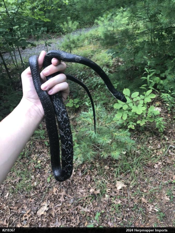 Eastern Ratsnake