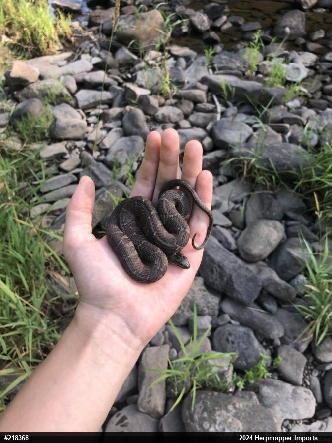 Northern Watersnake