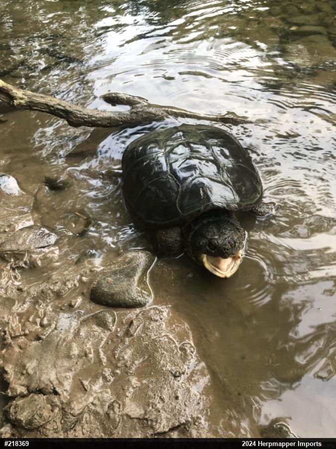 Snapping Turtle