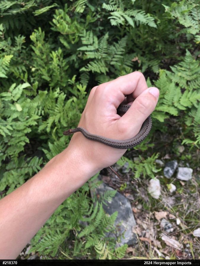 Red-bellied Snake