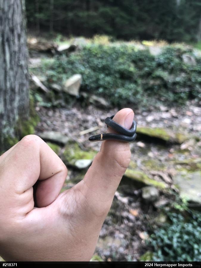 Northern Ring-necked Snake