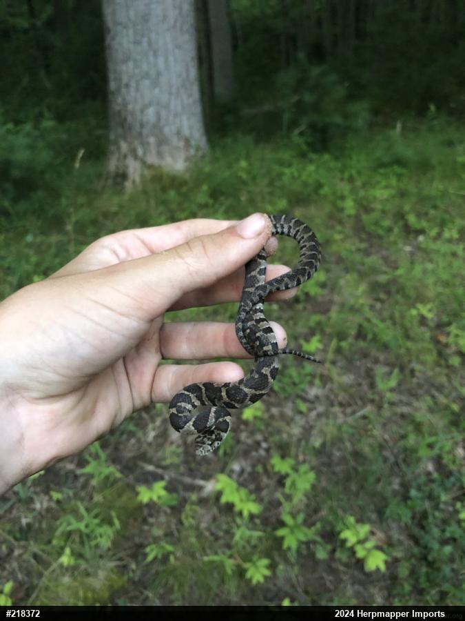 Northern Watersnake