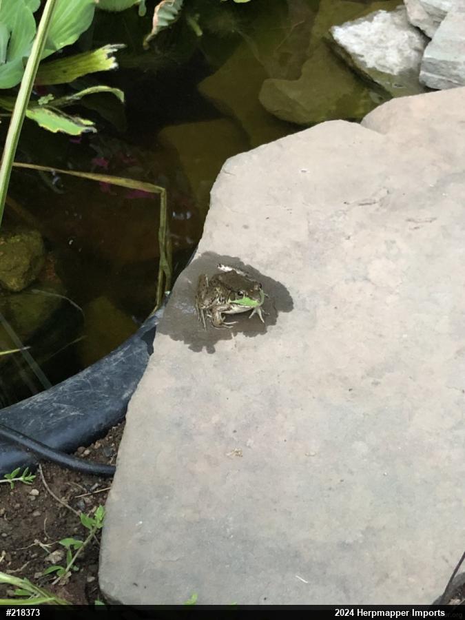Green Frog