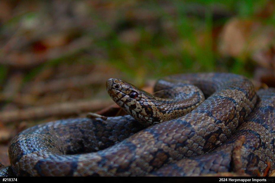 Eastern Milksnake