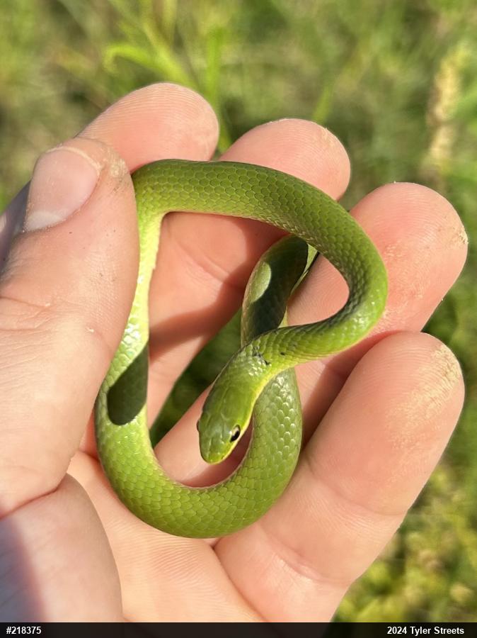 Smooth Greensnake