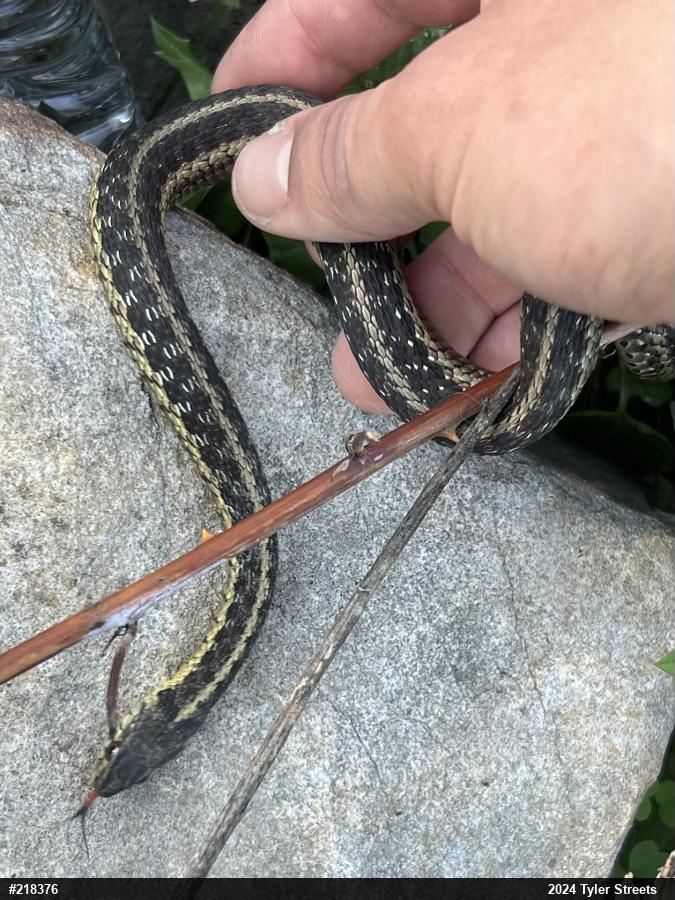 Eastern Gartersnake
