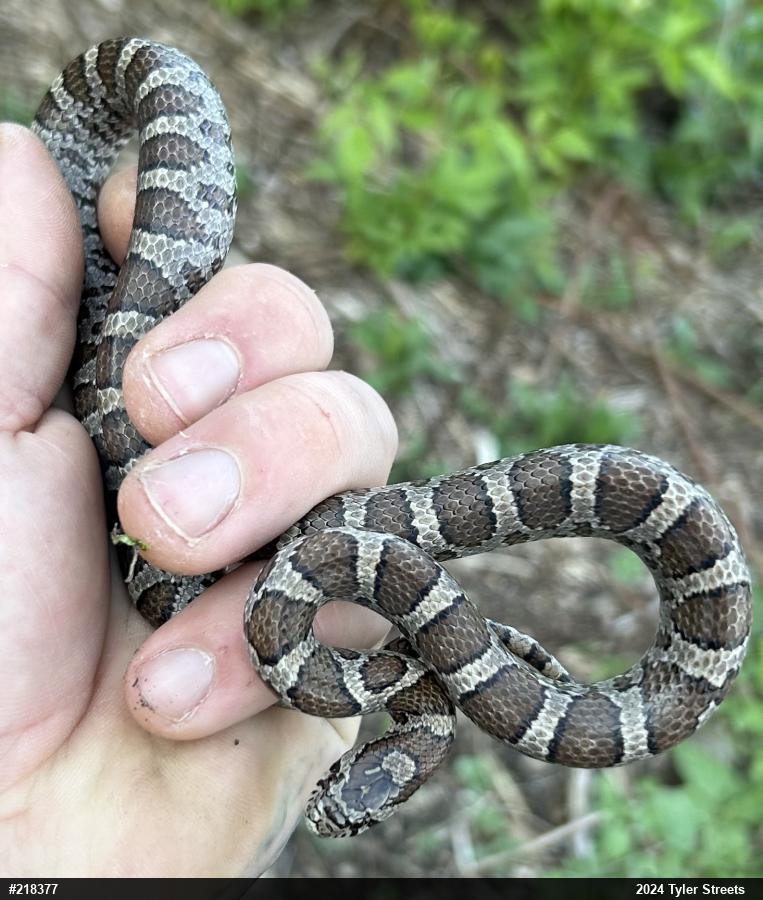 Eastern Milksnake
