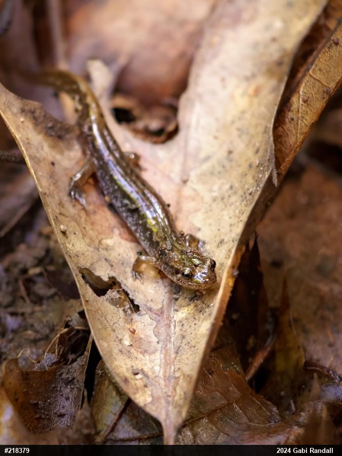 Northern Dusky Salamander