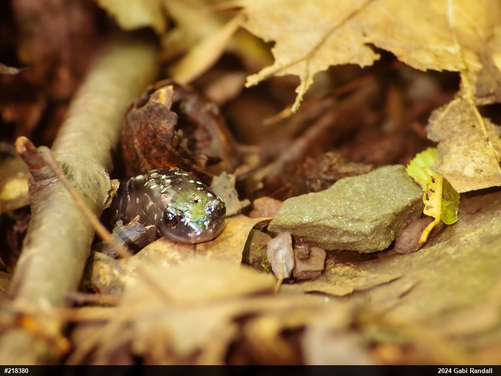 Northern Slimy Salamander