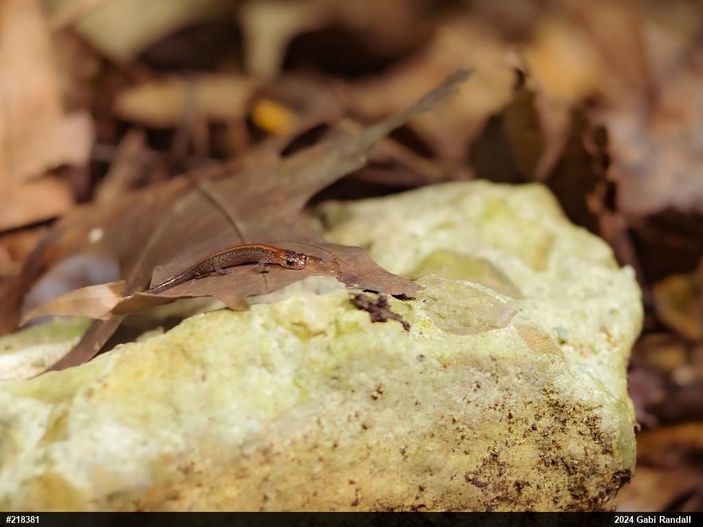 Eastern Red-backed  Salamander