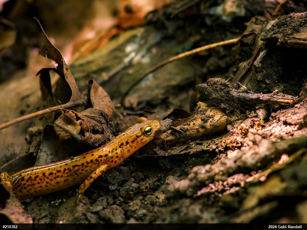 Eastern Long-tailed Salamander