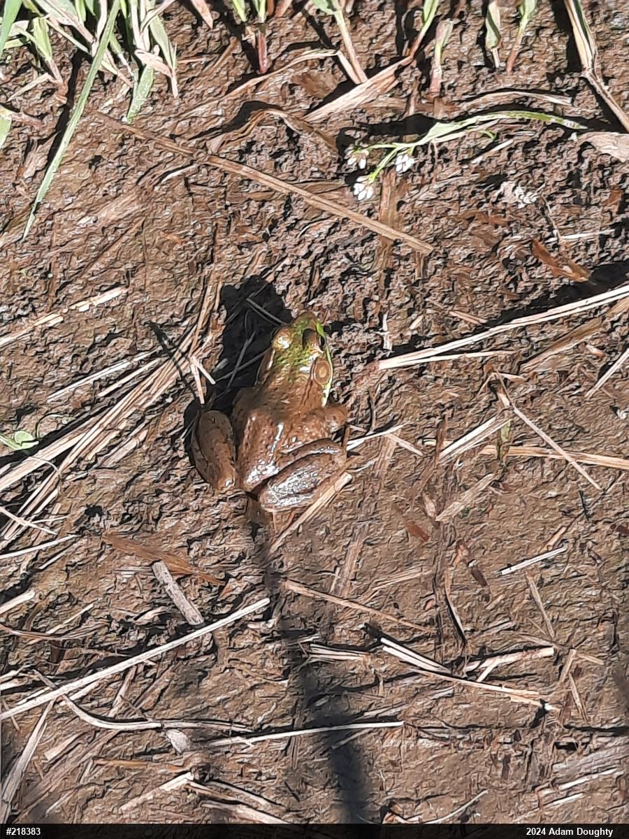 Green Frog