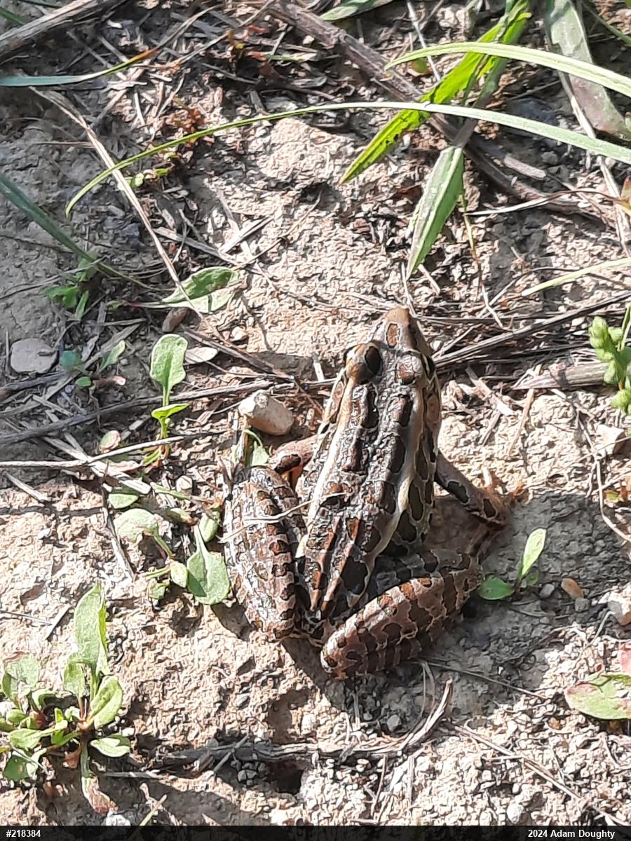 Pickerel Frog