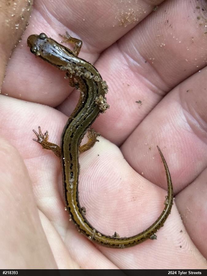 Northern Two-lined Salamander