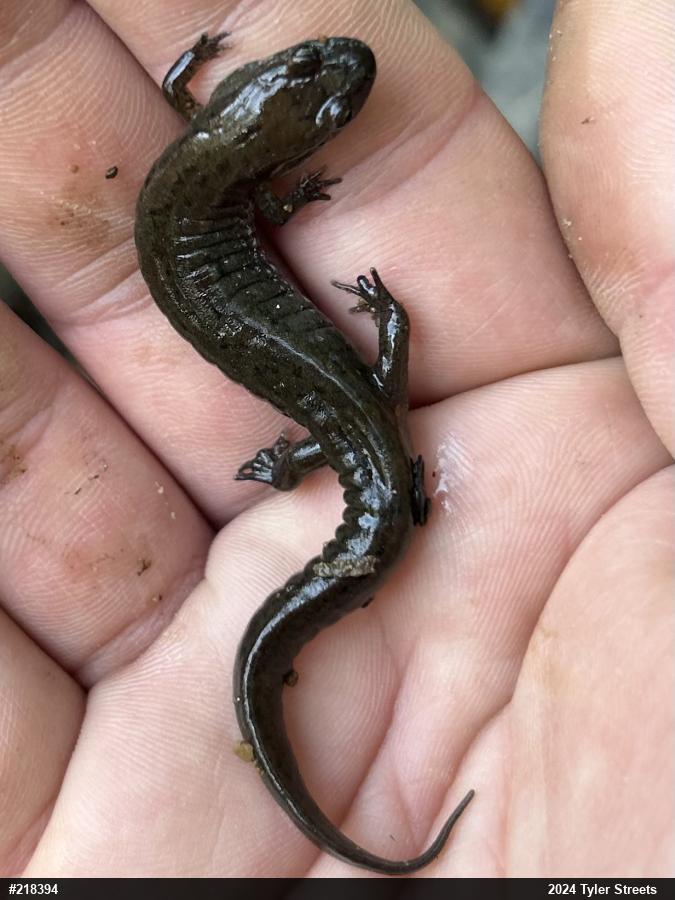 Northern Dusky Salamander