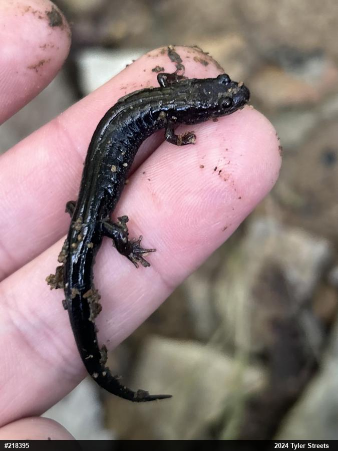 Allegheny Mountain Dusky Salamander