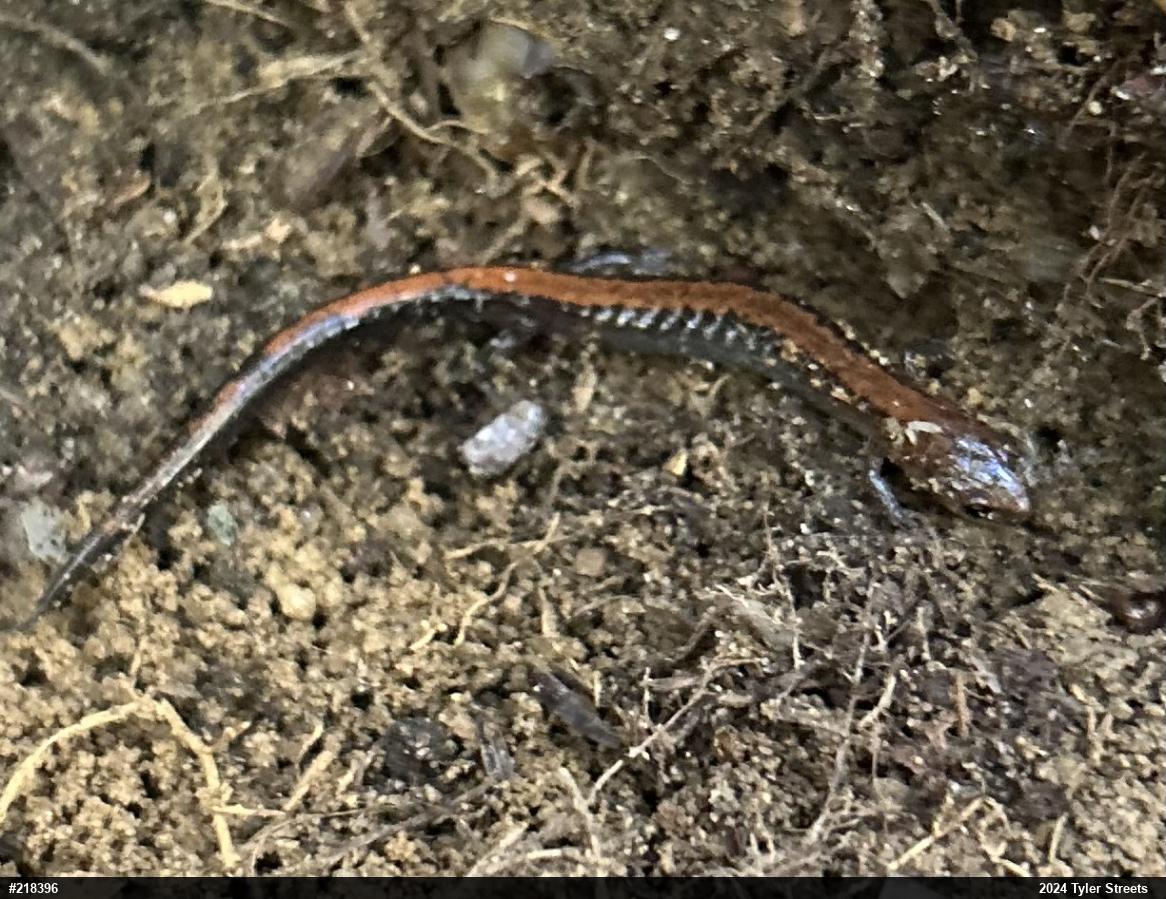 Eastern Red-backed  Salamander