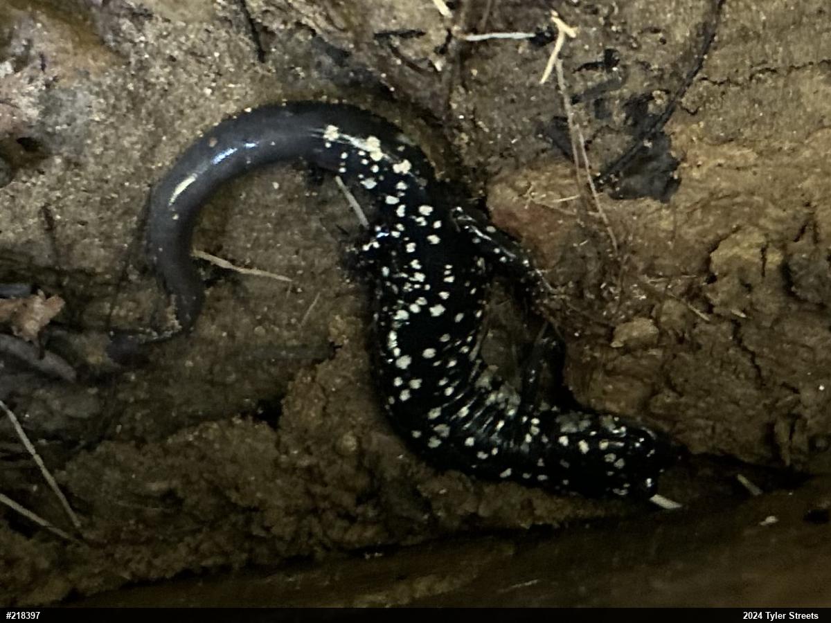 Northern Slimy Salamander