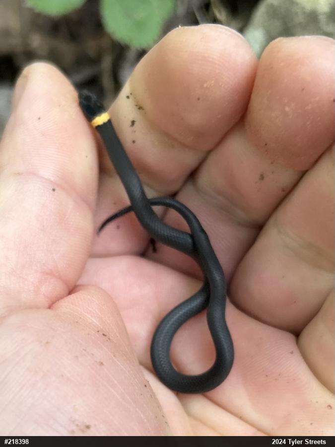 Northern Ring-necked Snake