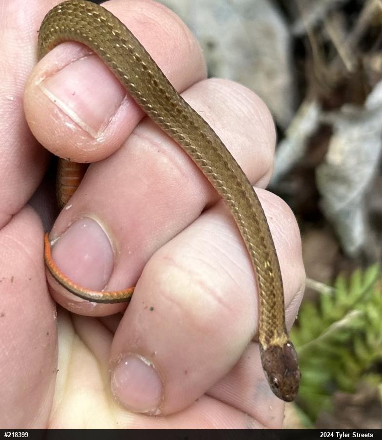 Red-bellied Snake
