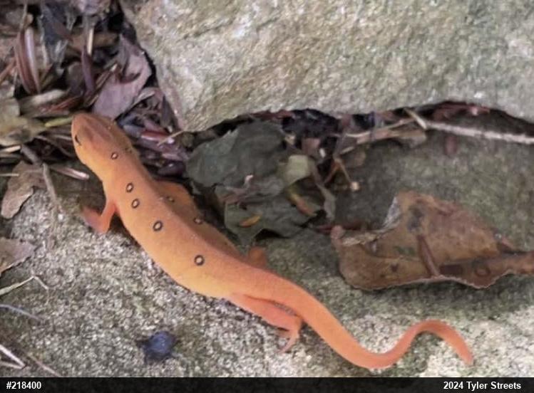 Red-spotted Newt