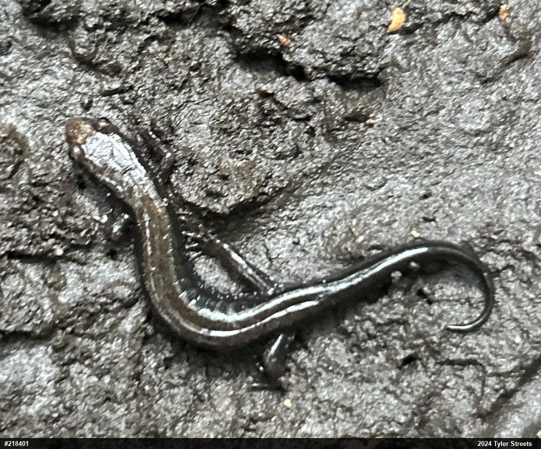 Allegheny Mountain Dusky Salamander