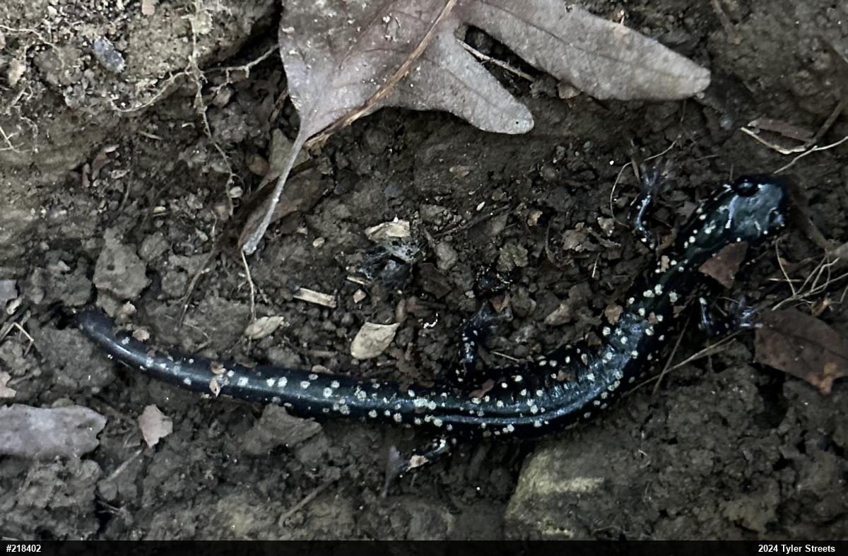 Northern Slimy Salamander