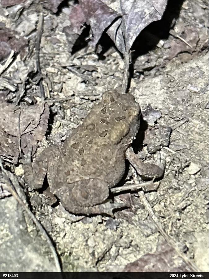 Eastern American Toad