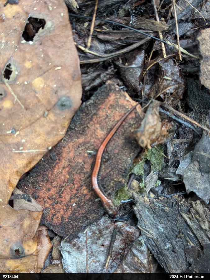 Eastern Red-backed  Salamander