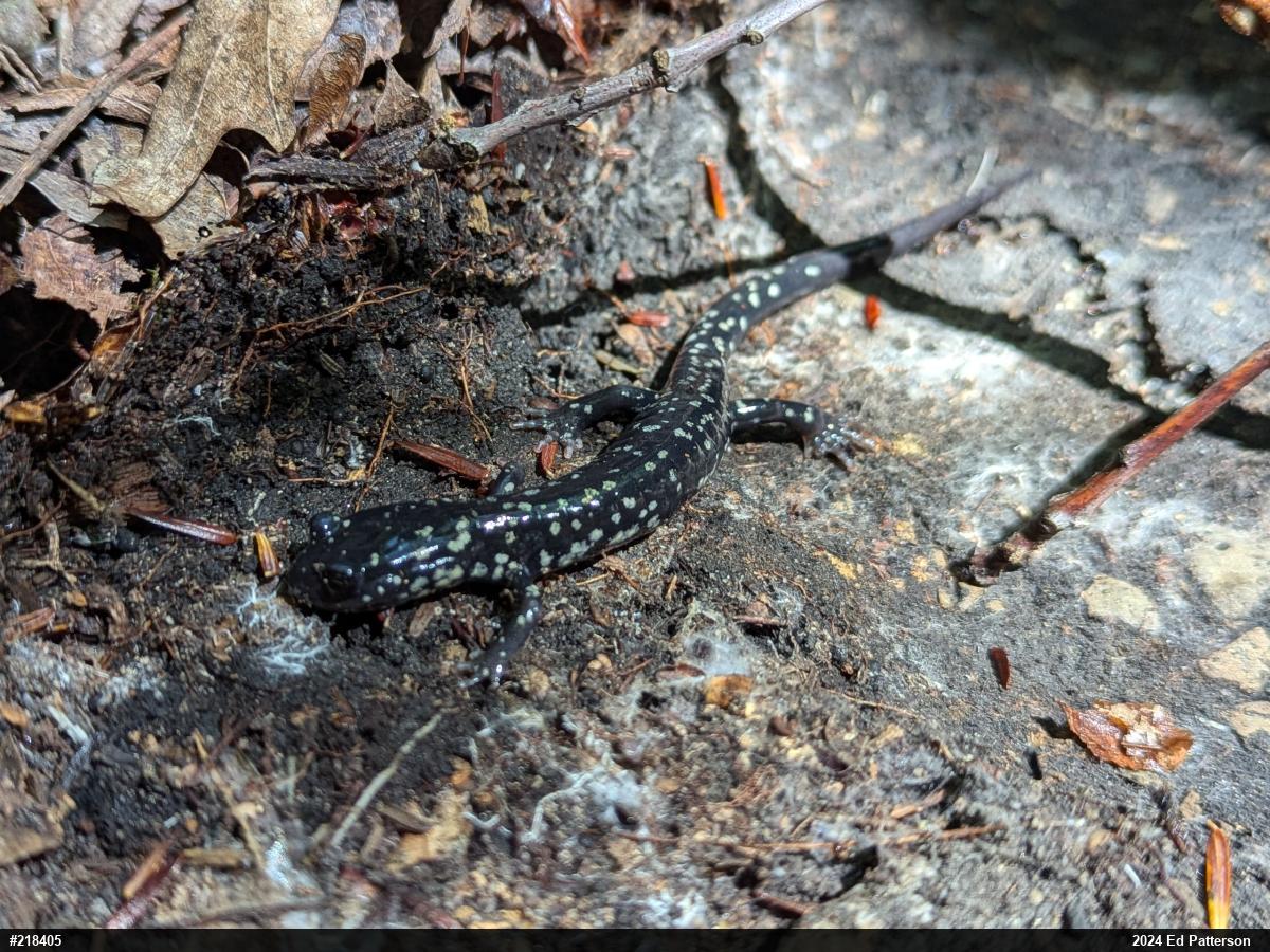 Northern Slimy Salamander