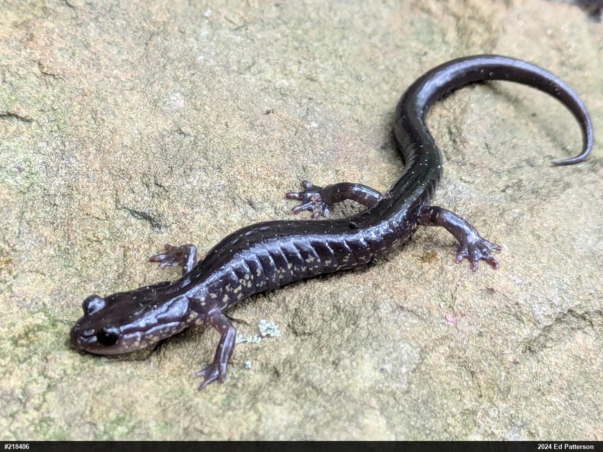 Wehrle's Salamander