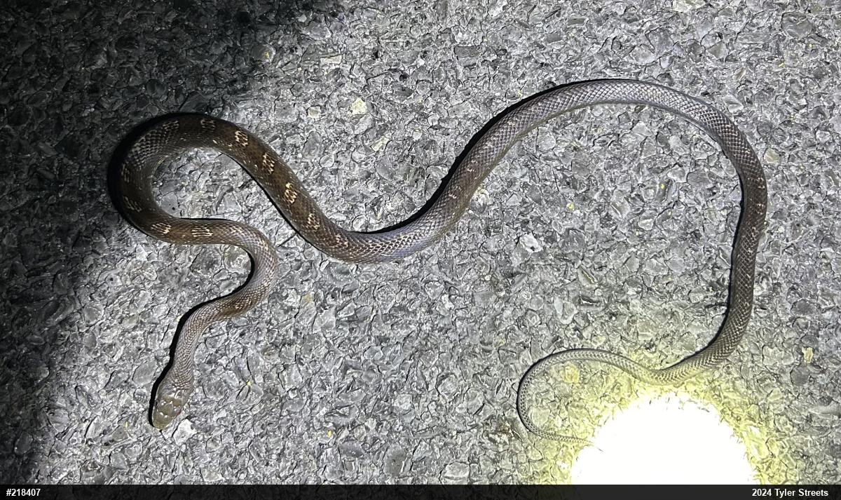 Eastern Ratsnake