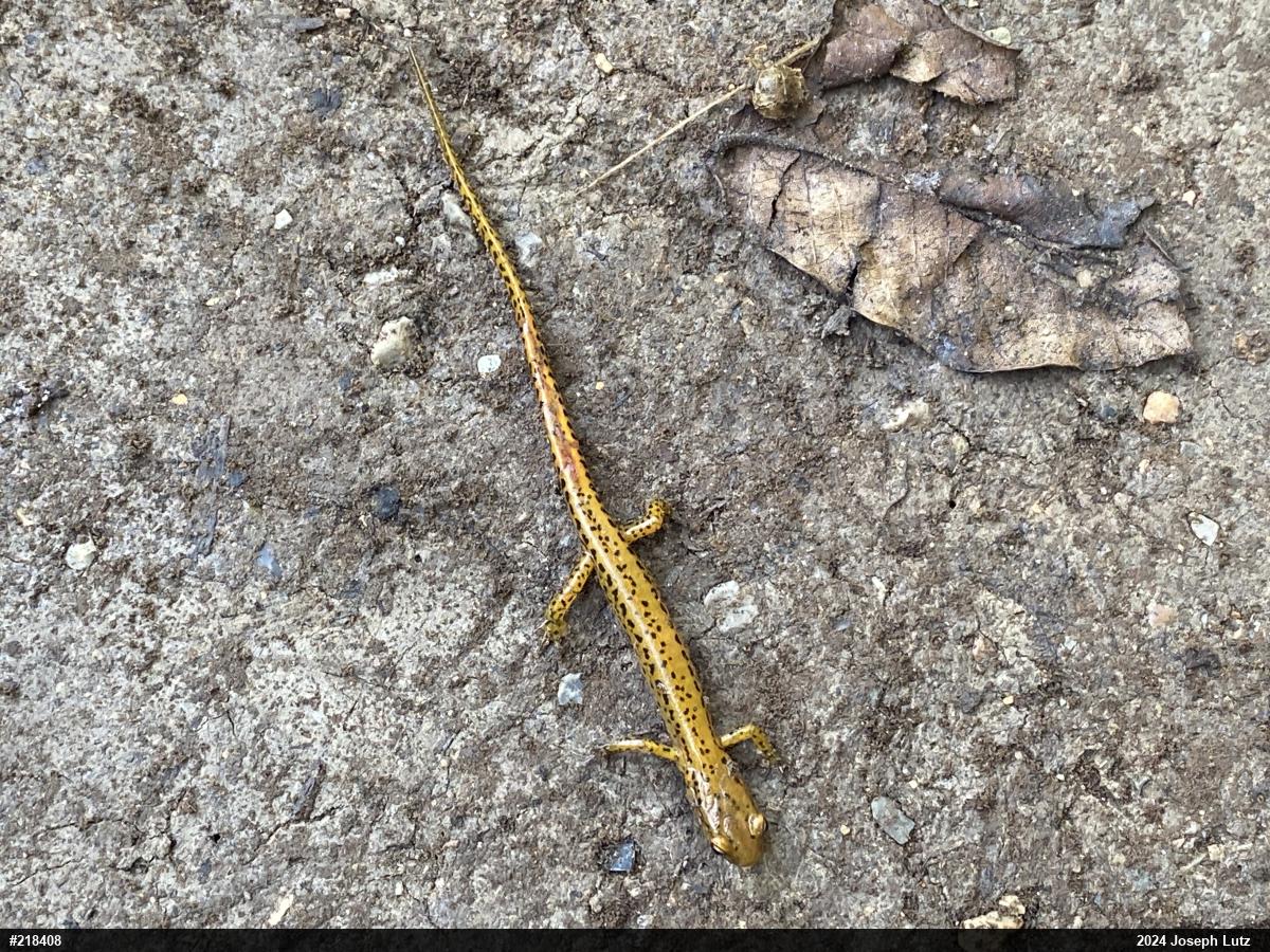 Eastern Long-tailed Salamander