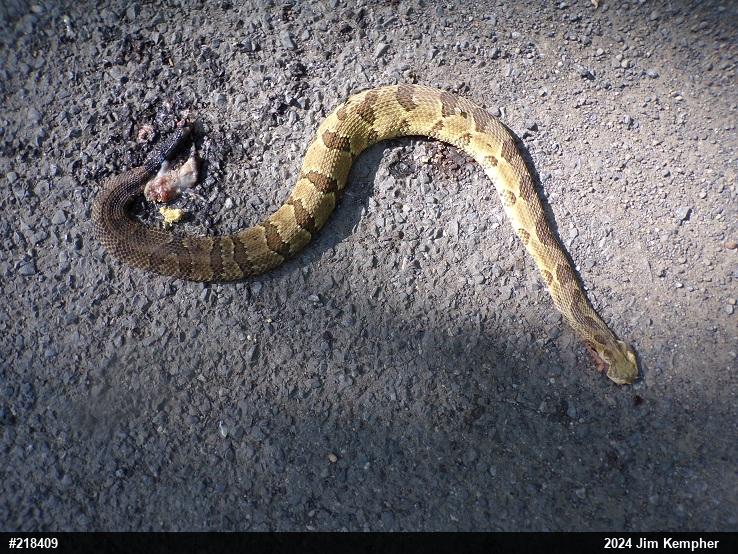 Timber Rattlesnake